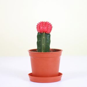 Neon Cacti