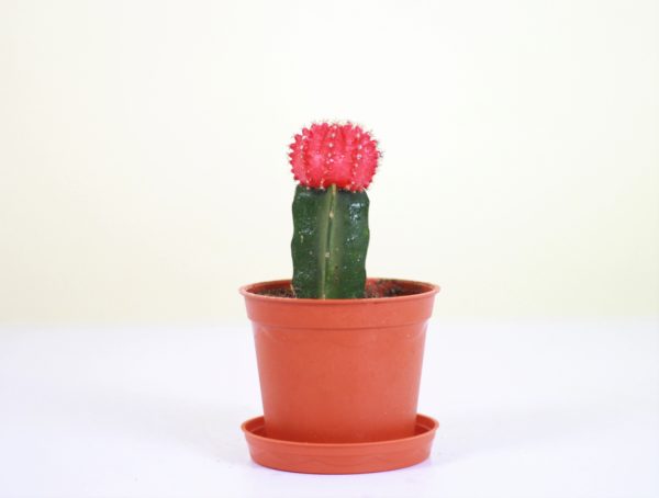 Neon Cacti