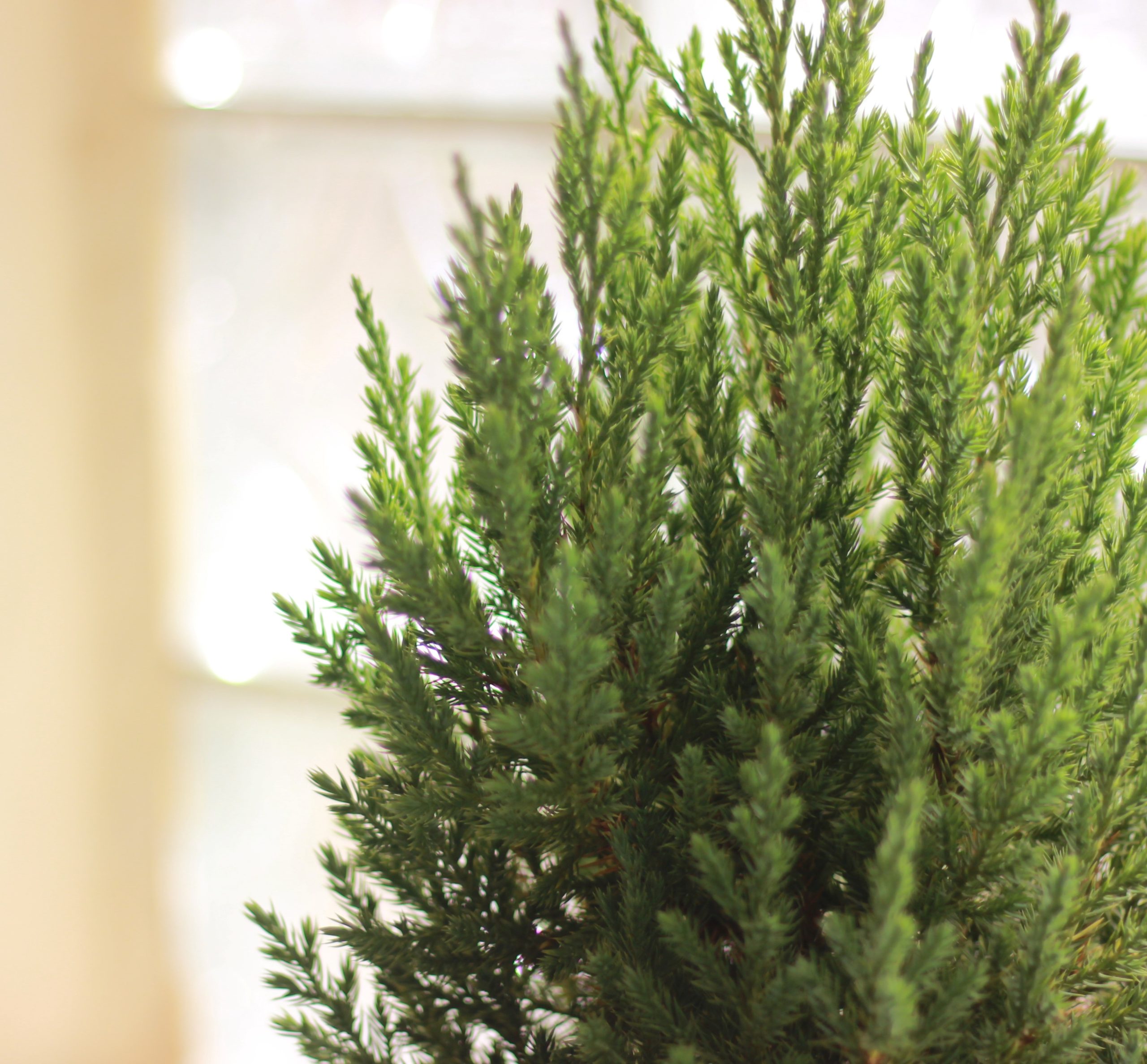 Chinese Juniper (Christmas Bonsai)