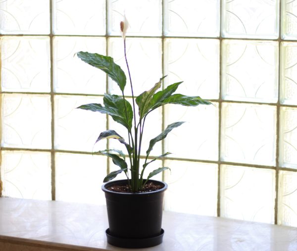 Peace Lily Domino