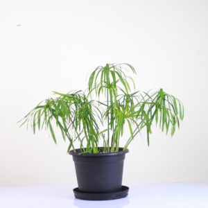 Cyperus Papyrus