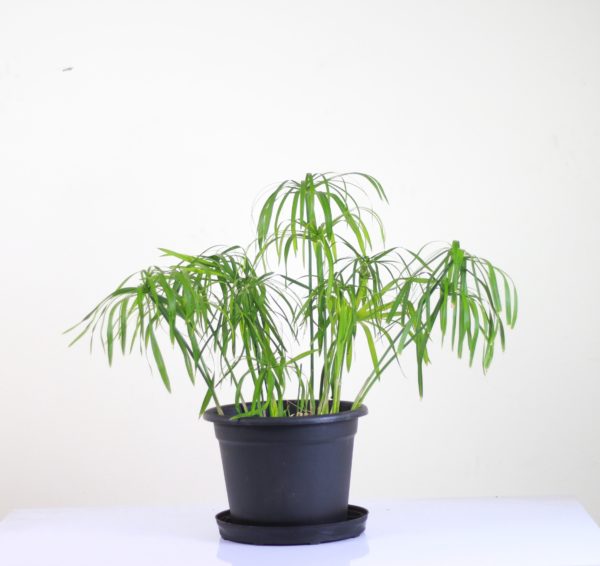 Cyperus Papyrus