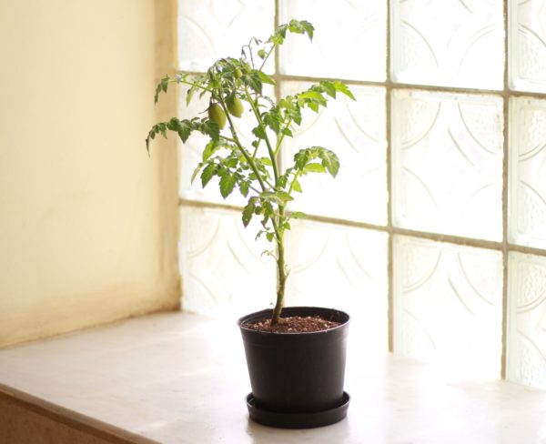 Dwarf Plum Tomato