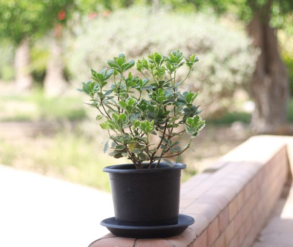 Karo Plant