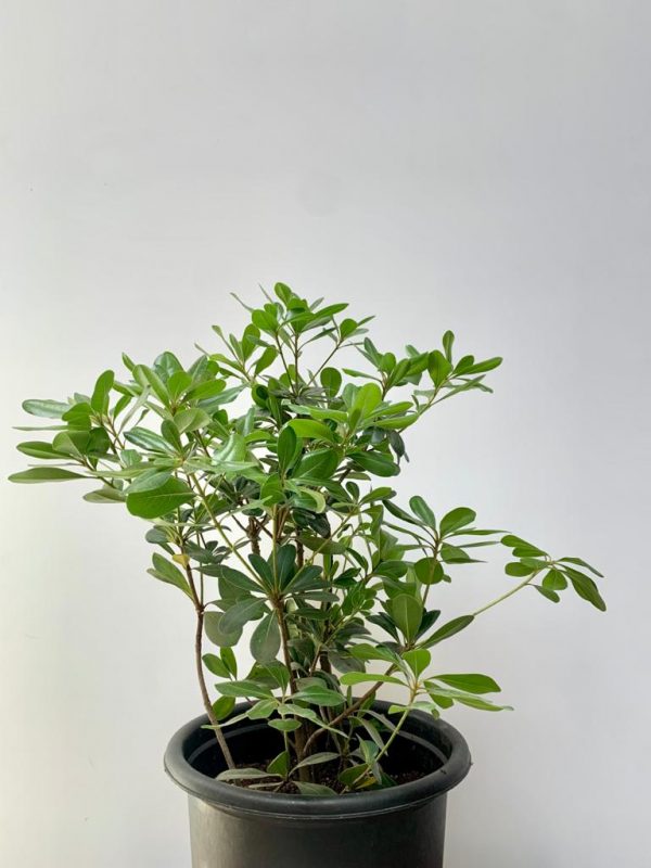 Karo Plant