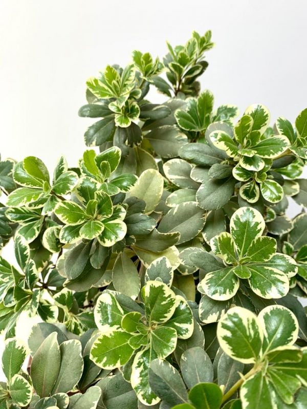 Karo Plant