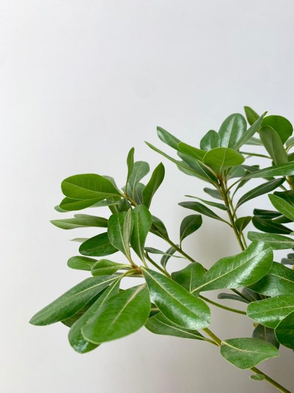 Karo Plant