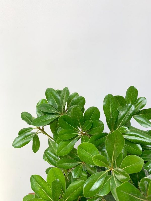 Karo Plant