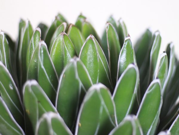 Queen Victoria Agave