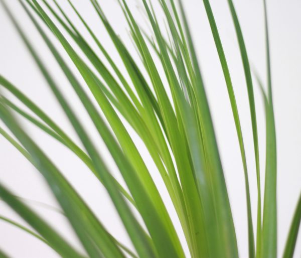 Ponytail Palm