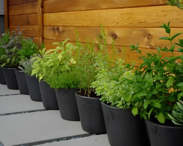 Kitchen Herbs (6 Pieces)