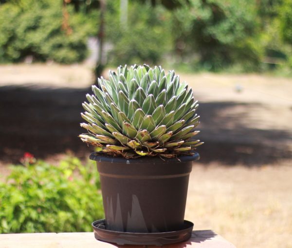 Queen Victoria Agave