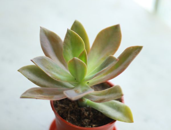 Foxtail Agave