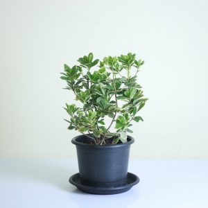 Karo Plant