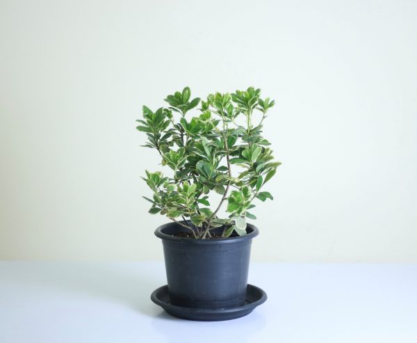 Karo Plant