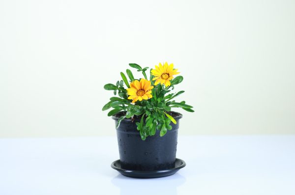 Gazania