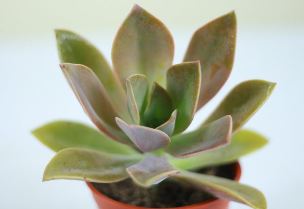 Foxtail Agave