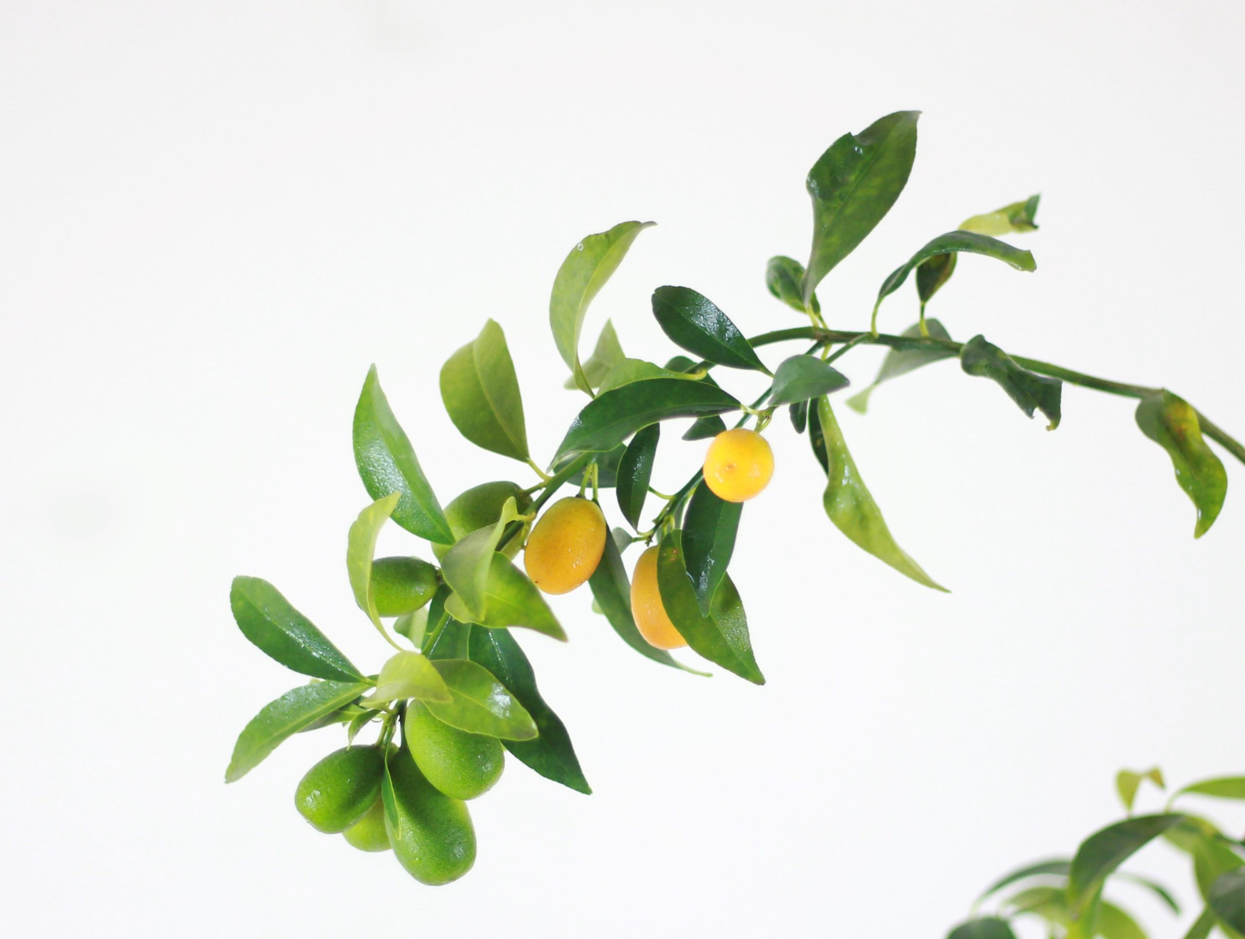 Kumquat