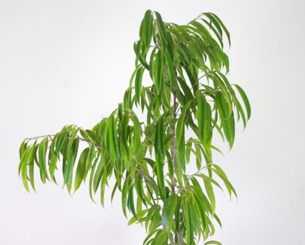 Alii Fig