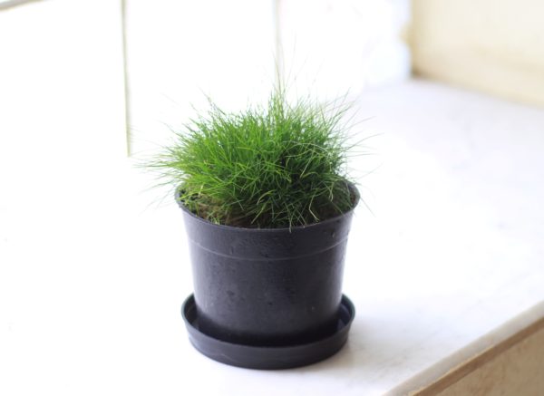Korean Grass