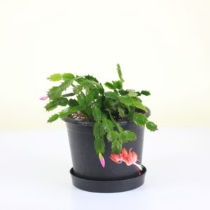 Christmas Cactus