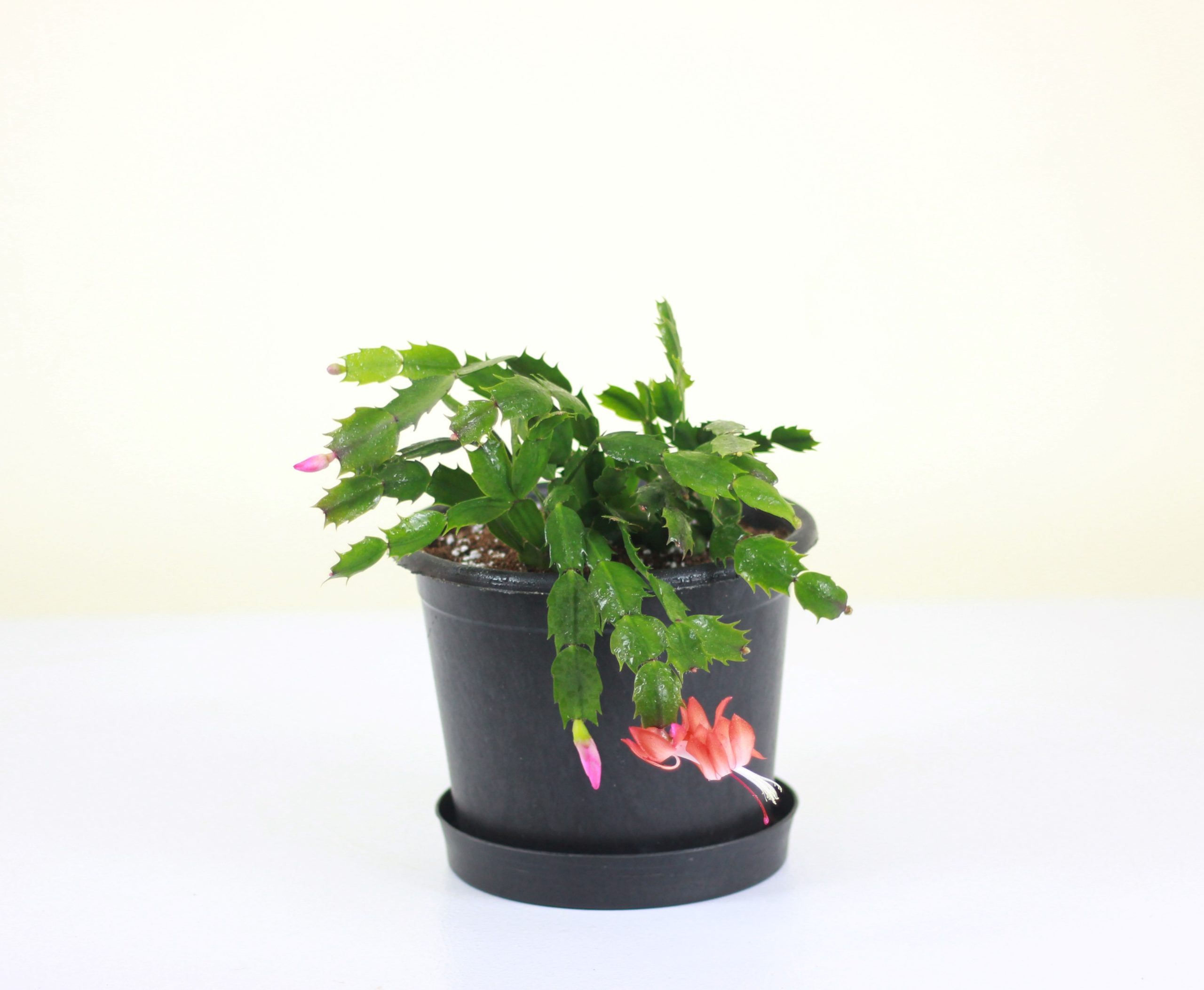 Christmas Cactus