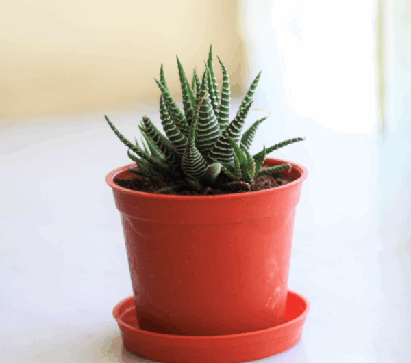 Haworthia