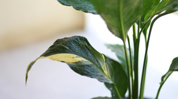 Peace Lily Domino
