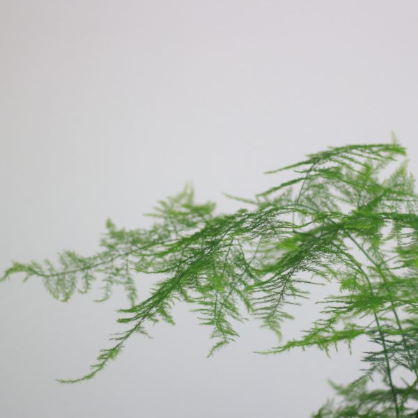 Lace fern