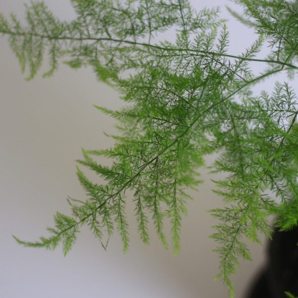 Lace fern