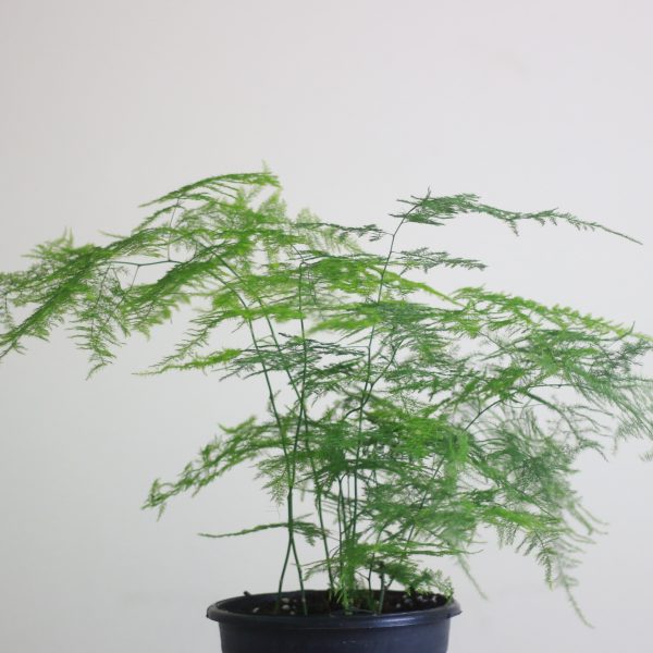 Lace fern