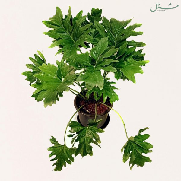 Lacy Tree Philodendron