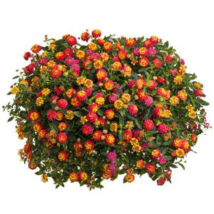 Lantana