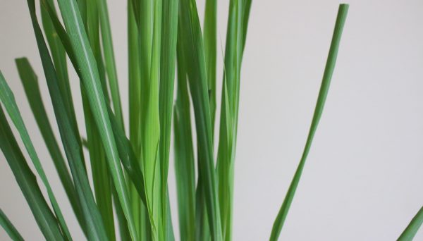 Lemongrass