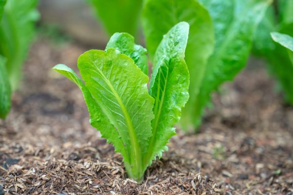 Lettuce Seeds