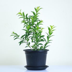 Night-Blooming Jasmine
