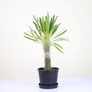 Madagascar Palm