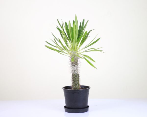 Madagascar Palm