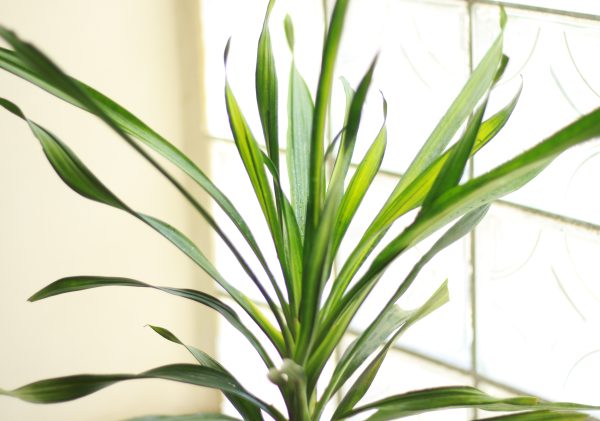Dracaena Rikki