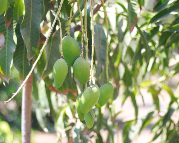 Mango