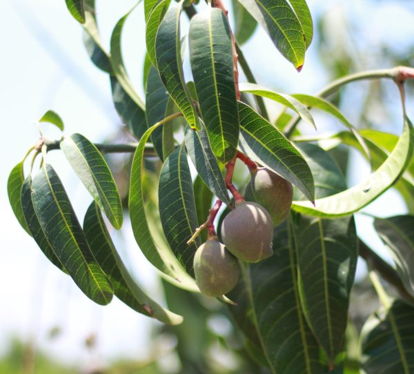 Mango