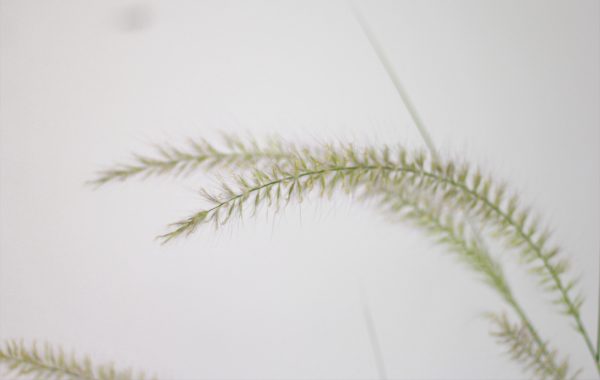 Green Fountain Grass