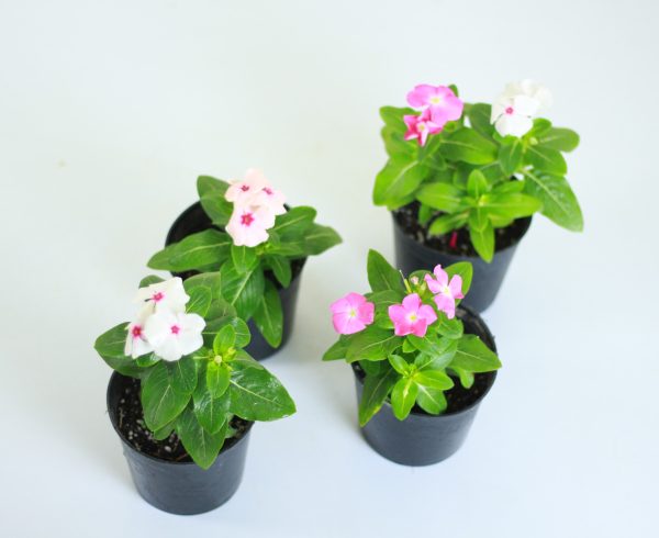 Vinca