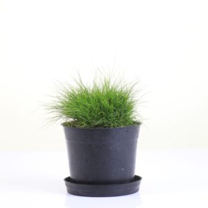 Korean Grass