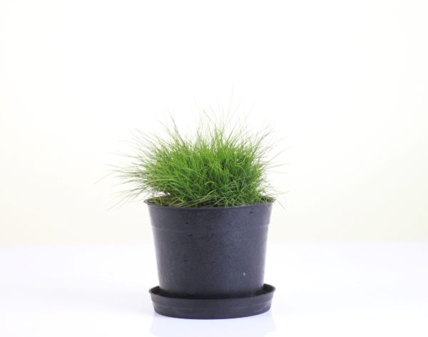 Korean Grass
