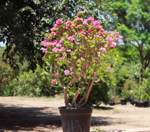 Dwarf Bougainvillea