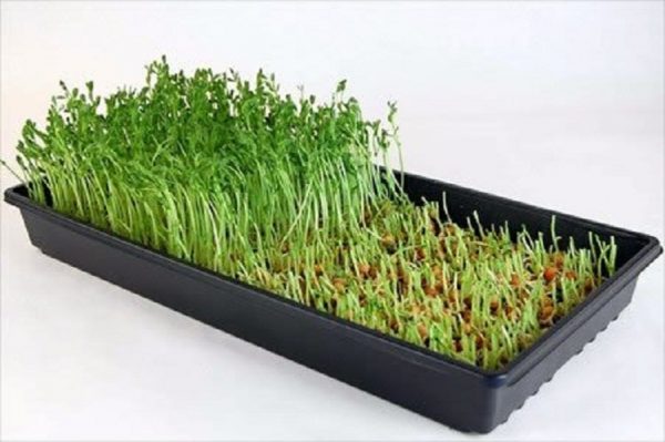 microgreens grown tray