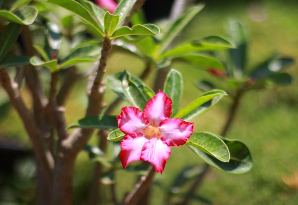 Desert Rose