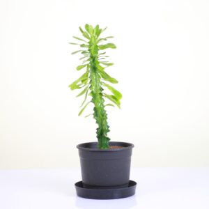 Chocolate Drop Cactus