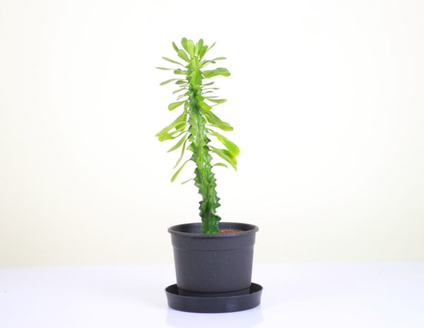 Chocolate Drop Cactus